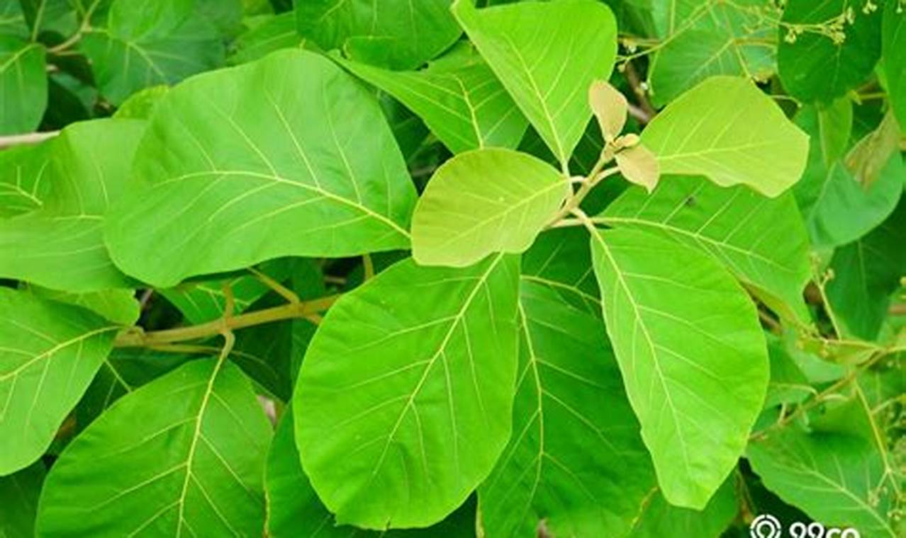 12 Manfaat Daun Jati yang Jarang Diketahui, Yuk, Cari Tahu!